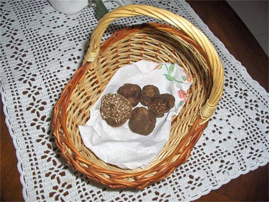 Българските трюфели са по-дребни, но не отстъпват по вкус на френските и италианските.

СНИМКИ: АВТОРЪТ
