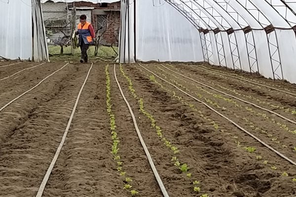 Марулите й са в прави редици като войници.