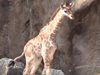 Жирафче се роди в зоопарка във Филаделфия (Видео)

