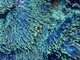 Откриха девствен коралов риф край бреговете на Таити