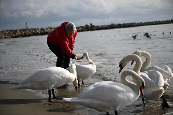 Лебеди от Скандинавия пристигнаха във Варна Снимка: Орлин Цанев