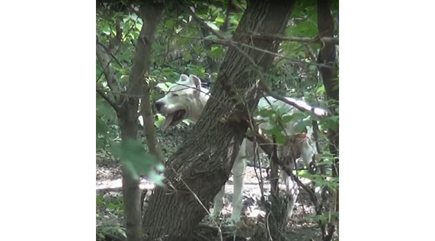 Кучето на Божилов, вързано за дърво Снимката е кадър от видео на http://trafficnews.bg
