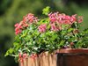 Градина: Как да се погрижим за балконските и дворните цветя преди зимата