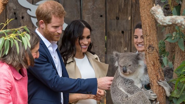 Херцозите на Съсекс посетиха зоопарка в Сидни и се срещнаха отблизо с коала СНИМКИ: РОЙТЕРС