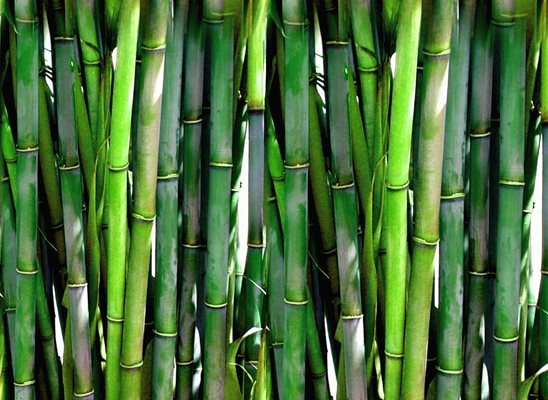 Бързо растящият бамбук може да достигне височина до 40 метра.