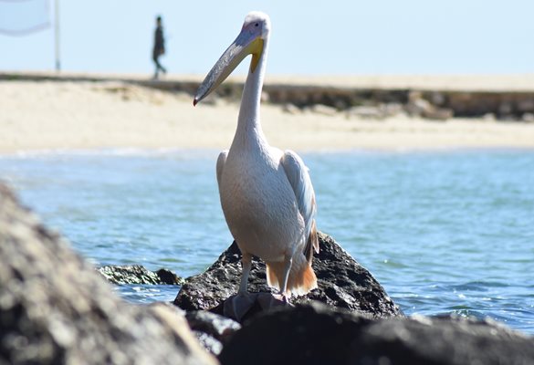 Пеликанът беше много любопитен и разглеждаше хората, дошли да го видят.