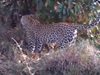 Леопард се бие с питон за малкото си (Видео)