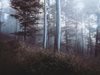 Съставиха 20 акта при проверки в горите в Добричко
