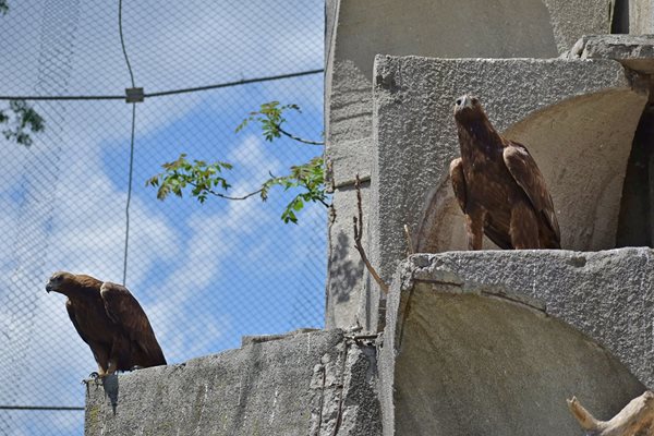 Трябват им маховите пера от орлите / Снимки: Софийски зоопарк