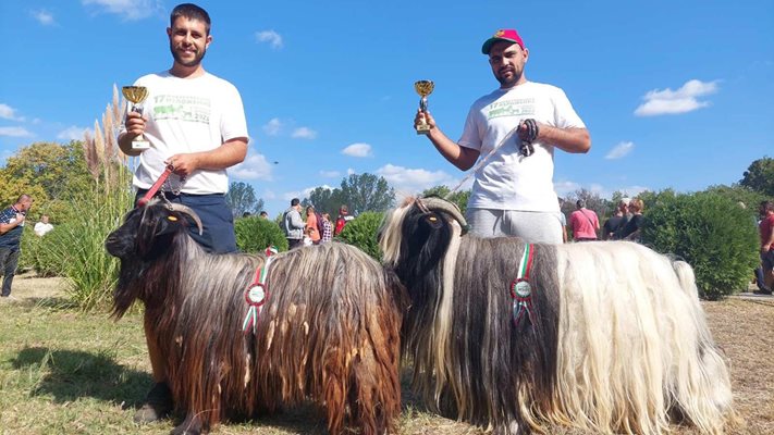 БРАВО! Братя отглеждат уникални кози за кукерство