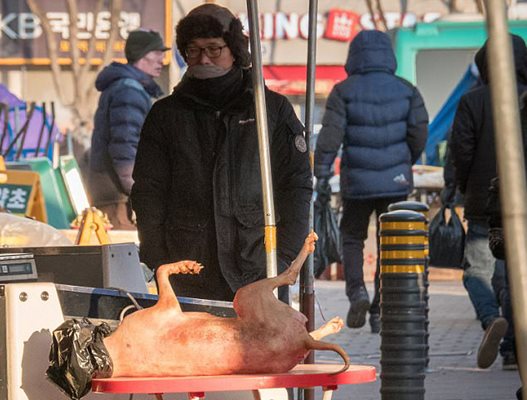 Сервират кучешко на олимпийците