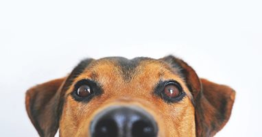 Кучетата могат да разпознаят дали хората са стресирани