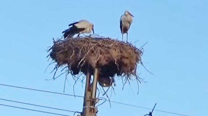 Жега и храна, а не война връщат щъркелите у нас