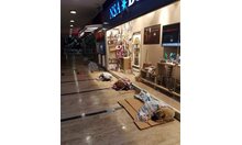 По време на неотдавнашната снежна буря в Истанбул, собственици на магазини държат местните бездомници топло