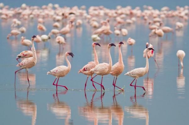 Красивите ята розови фламинги 