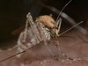 Случаите на „треска на счупените кости", пренасяна от комари, се увеличават в Европа