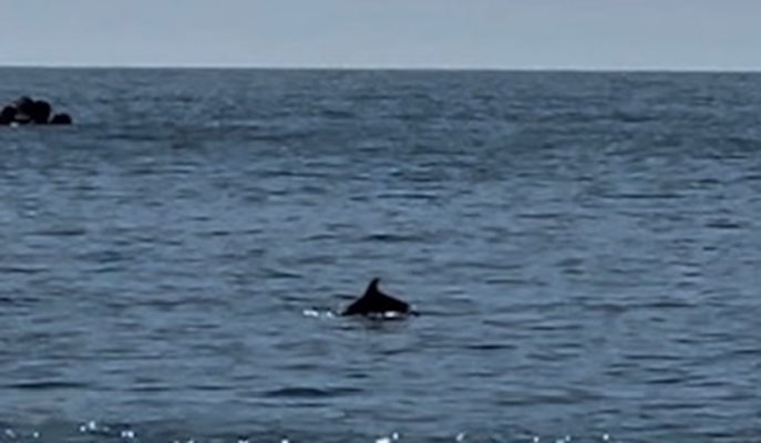 Владо Пенев снима делфин във Варна