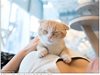 Японски фотограф издаде книга със снимки на котки и женски деколтета