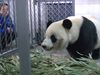 Показаха гигантската панда Бао Бао за първи път в Китай (видео)