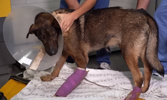 Деканът на Ветеринарния факултет за скандала с доцента кучемразец: Не е доказано, че е той