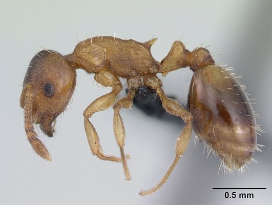Temnothorax nylanderi (T. nylanderi), наречена още жълъдова мравка, защото там си свива малко гнездо, е вид, разпространен в Западна Европа.