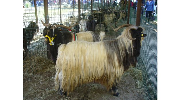 Тези красавци са пръчове от породата "калоферска дългокосместа коза, гледат ги в село  Горни Домлян.