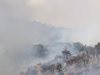 Гърция ще започне незабавно залесяване на опожарените площи