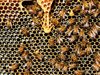 Няма пазар на български мед заради ниските цени
