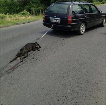 Изтезаваното куче е живо, съдят Райчо Иванов