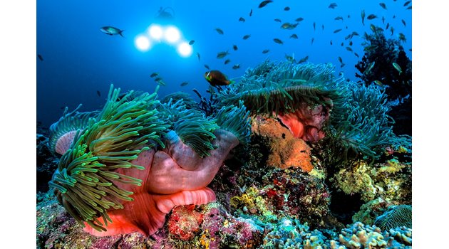 Малдивите са най-голямата "коралова" държава.
СНИМКА: ГЕТИ ИМИДЖИС