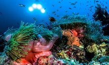 Водорасли спасяват коралите от смърт