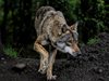 Властите предупреждават родителите да пазят децата си от вълци в Нидерландия