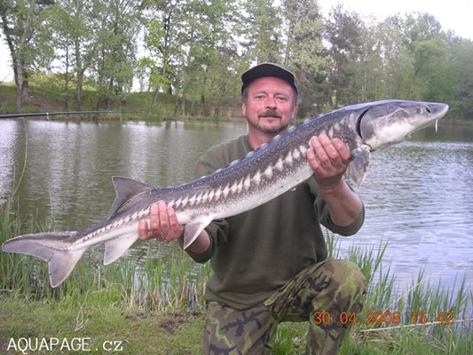 Есетровите риби са критично застрашени в река Дунав