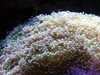 Масовото избелване на коралите отслабва