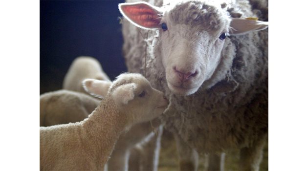 ГРИЖА: Кушлев е ангажирен и с проблемите на овцевъдството, редом с борбата срещу незаконно забогателите.