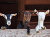Експерт: Огнищата на чума при овцете са ликвидирани, щом променят мерките за контрол