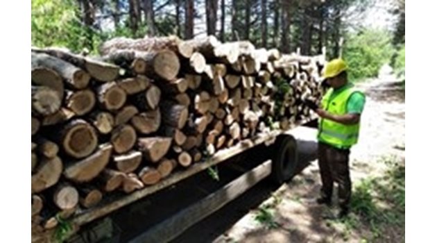 Заловиха незаконни дърва за огрев.