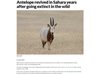 Антилопите се завърнаха в Сахара, след като бяха обявени за изчезнали в дивата природа