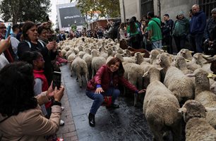 Овце блокираха Мадрид (Видео)