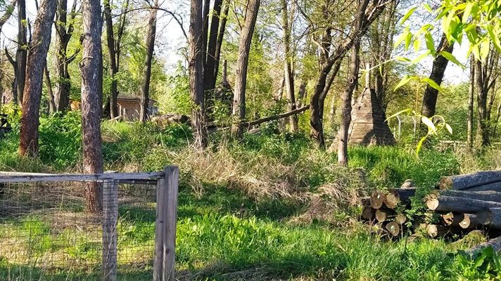 Ticks and mosquitoes thrive in the lush grass.