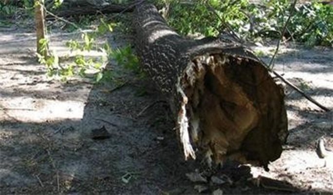 Ураган над Варна, паднали са 40 дървета