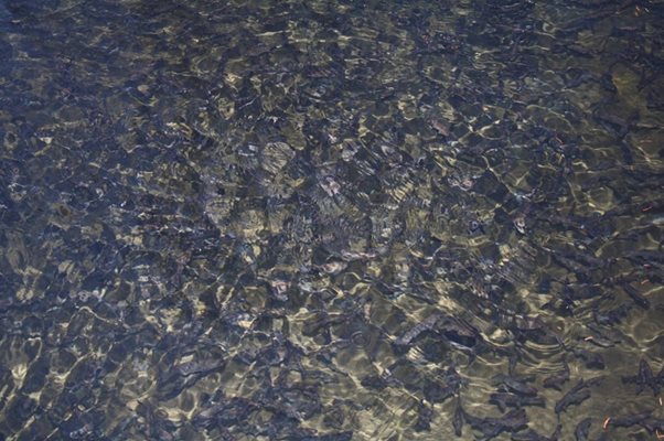 Рибното стопанство в Девин е едно от двете в страната, където рибата се дои.