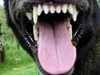 2 000 лева ще плати община Кърджали на ухапано от куче дете