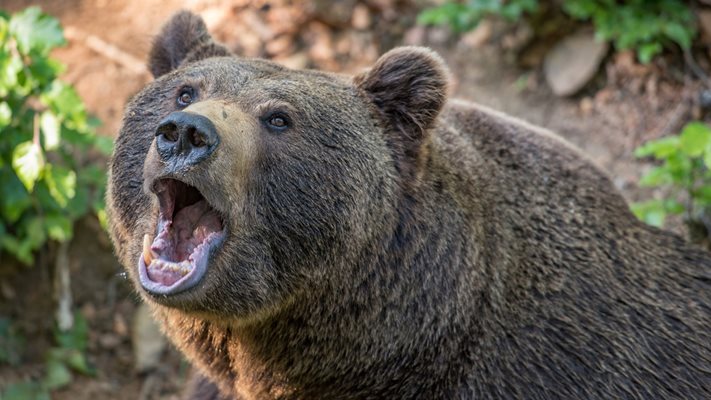 Мечката напада животни в Смолянско