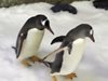 Двойка гей пингвини ще стават родители (Снимки, видео)