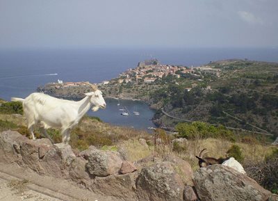 The island of Capraia is part of the Tuscan archipelago.  PHOTOS: Wikipedia