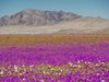 Цветя покриха най-сухата пустиня в света