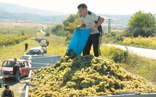 Добра година за лозарите, гроздето повече и по-качествено