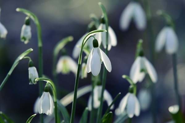 Пролет през февруари СНИМКА:Pixabay