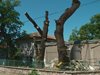 Жители на пловдивското село Браниполе недоволстват срещу сечта на вековни дървета</p><p>(Снимки)
